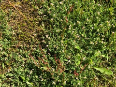 Ornithopus perpusillus