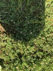 Ornithopus perpusillus