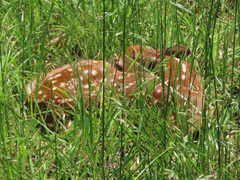 Odocoileus virginianus macrourus