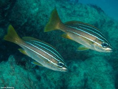 Parapristipoma octolineatum