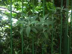 Buddleja davidii