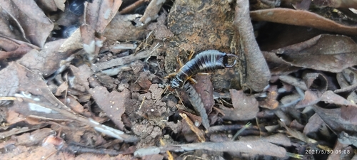 Gonolabina trinodosa
