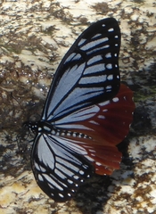 Papilio agestor