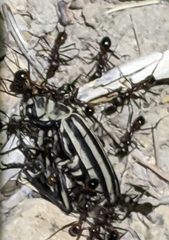 Epicauta atrivittata