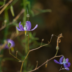 Conanthera bifolia