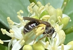 Gonandrena