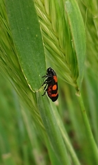Cercopis sanguinolenta
