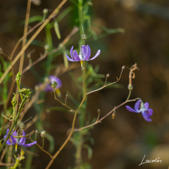 Conanthera bifolia