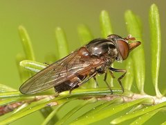 Rhingia nasica image