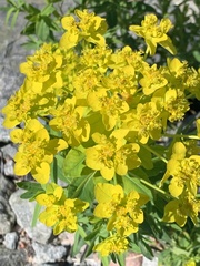 Euphorbia palustris