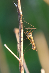 Nephrotoma submaculosa