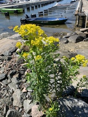 Euphorbia palustris