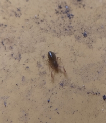 Chthonius tetrachelatus