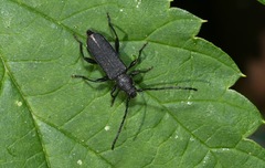 Ropalopus macropus