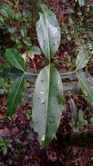 Ixoroideae
