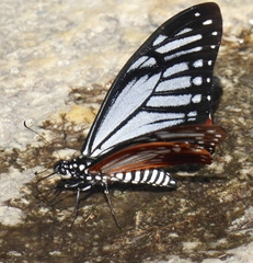 Papilio agestor