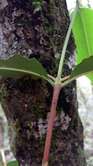 Ixoroideae