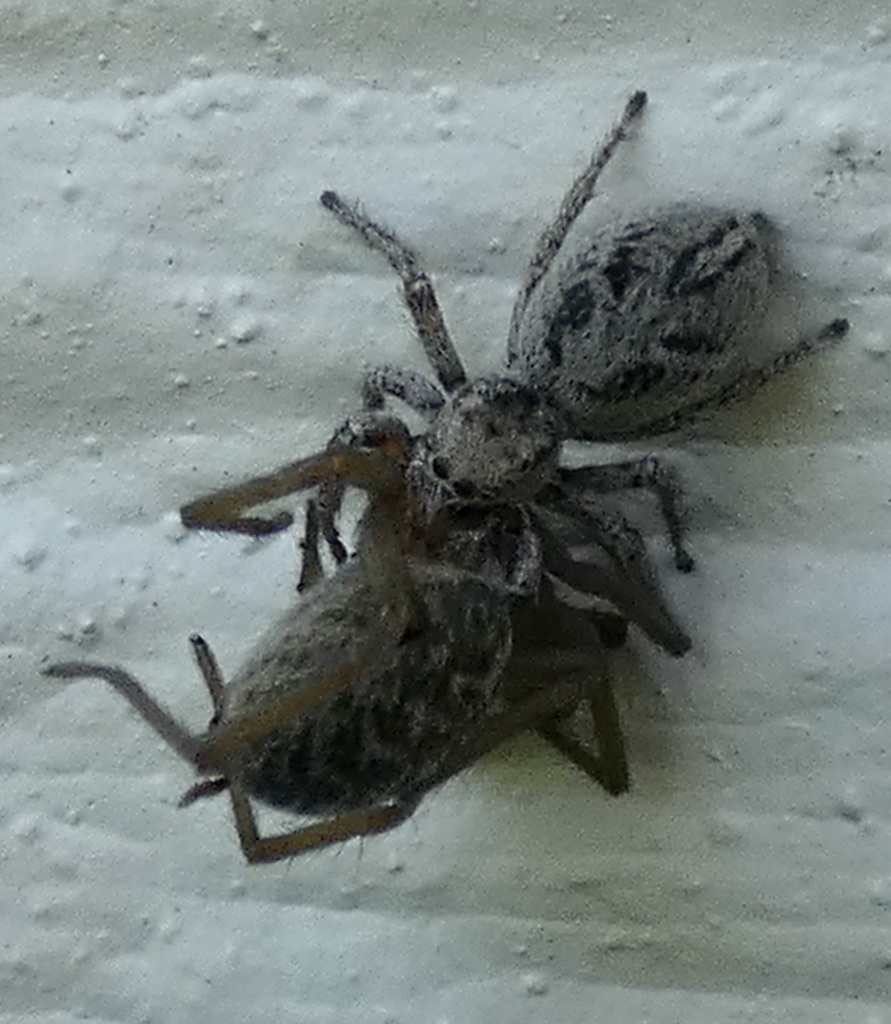 Paradise Jumping Spiders From Lower Rattlesnake Missoula MT 59802 Paradise Jumping Spiders From Lower Rattlesnake Missoula MT 59802