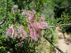 Adesmia microphylla