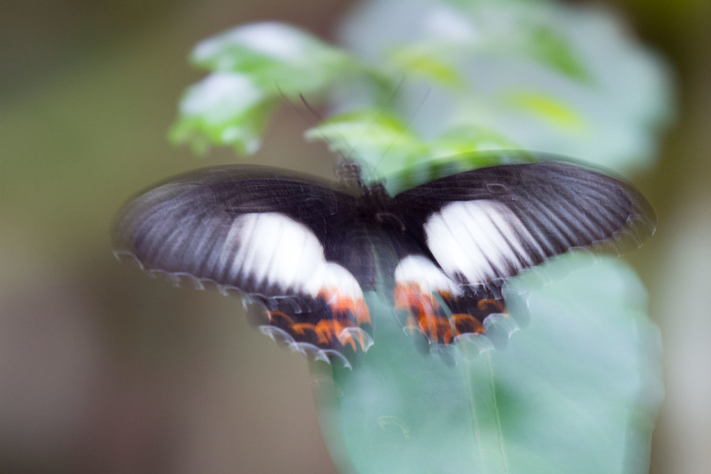 Ambrax Butterfly