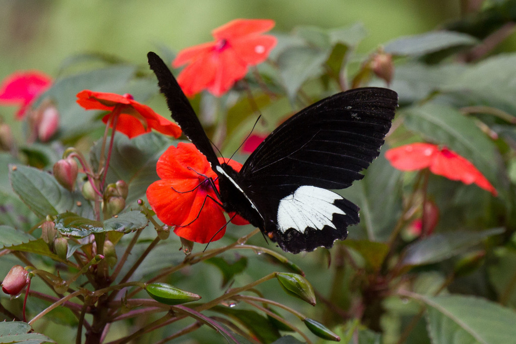 Large Citrus Butterfly