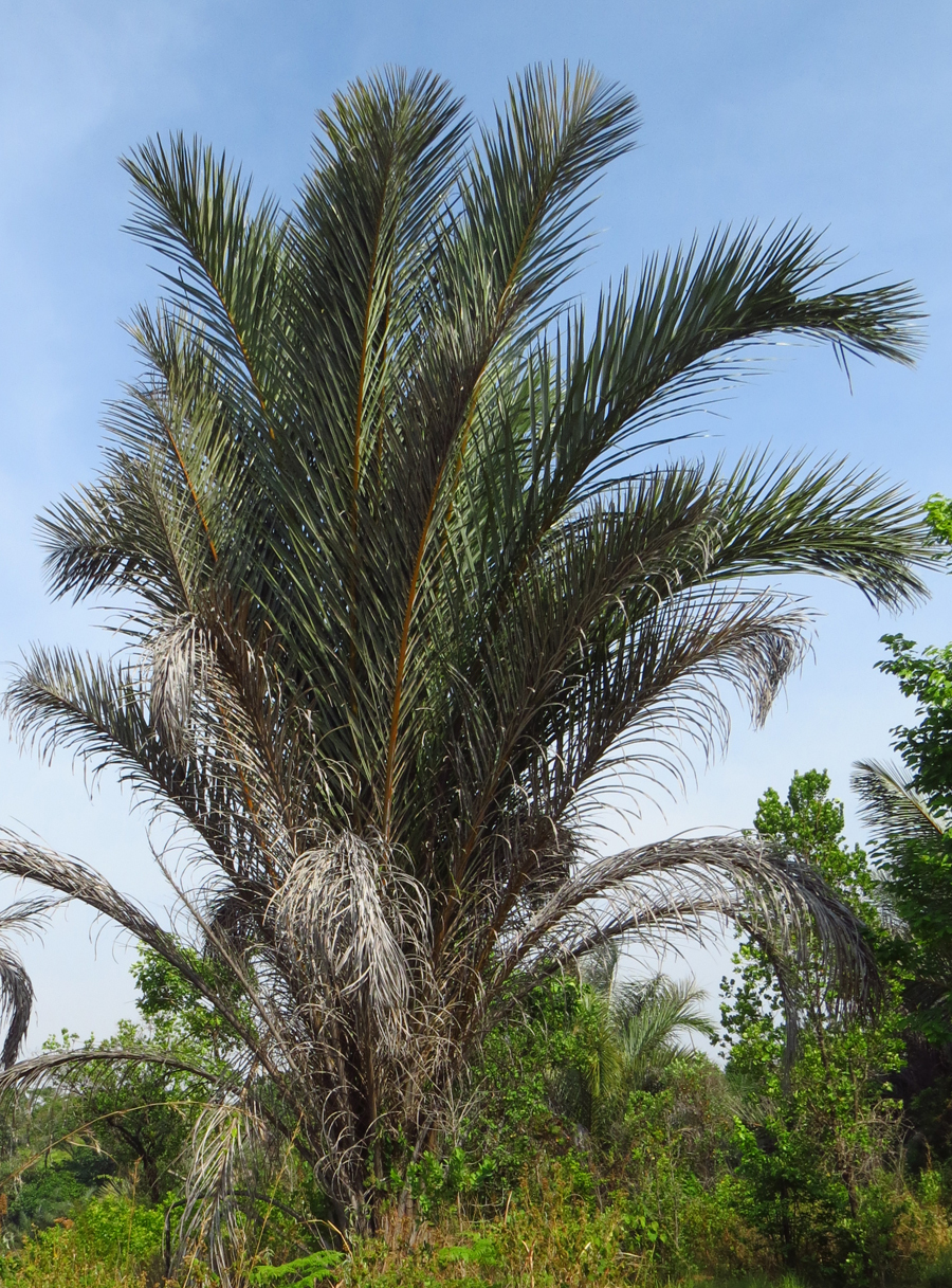 Raphia farinifera