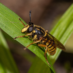 Sphecomyia vittata