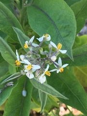 Solanum donianum