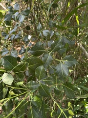 Amyris elemifera