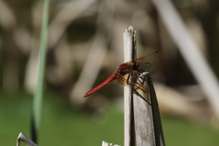 Sympetrum illotum