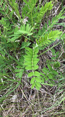 Astragalus canadensis