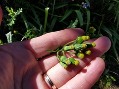 Senecio vulgaris