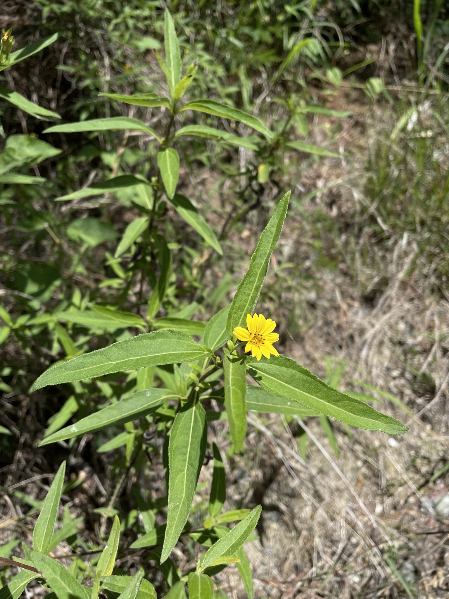 Wedelia lanceolata