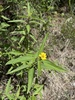 Wedelia lanceolata - Photo (c) Steve Maldonado Silvestrini, some rights reserved (CC BY-NC), uploaded by Steve Maldonado Silvestrini