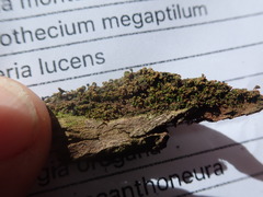 Zygodon viridissimus