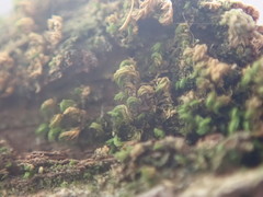 Zygodon viridissimus