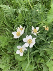 Anemonastrum fasciculatum