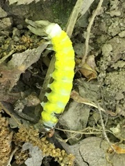 Pyreferra hesperidago