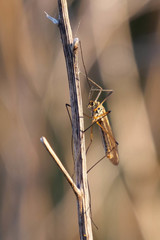 Nephrotoma submaculosa