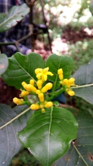 Psychotria reducta