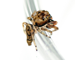 Opisthoncus barbipalpis