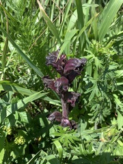 Orobanche gamosepala