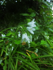 Allium triquetrum