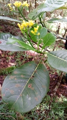 Psychotria reducta