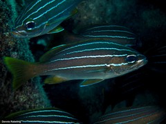 Parapristipoma octolineatum