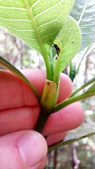 Psychotria reducta