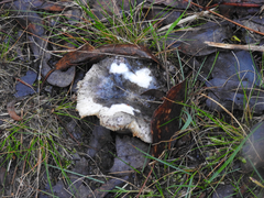 Russula purpureoflava