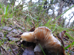 Russula purpureoflava