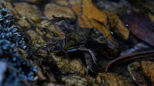Cape River Frog, Limietberg, Drakenstein Municipality, South Africa, photo 9 of 10