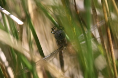 Rhionaeschna californica
